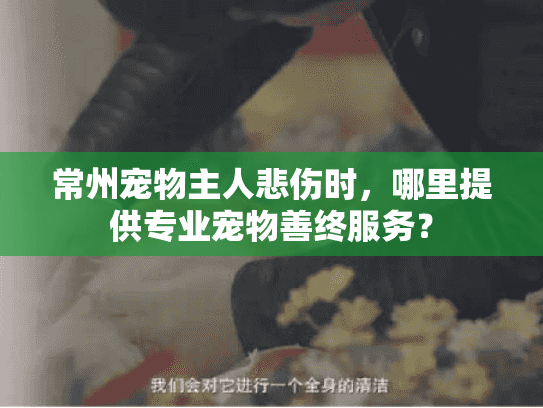 常州宠物主人悲伤时，哪里提供专业宠物善终服务？