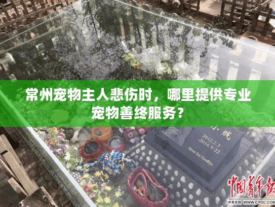 常州宠物主人悲伤时，哪里提供专业宠物善终服务？