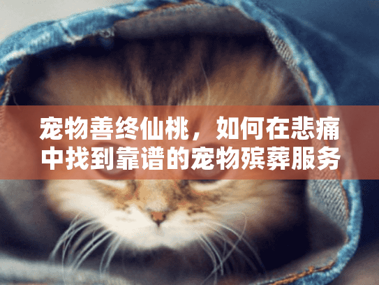 宠物善终仙桃，如何在悲痛中找到靠谱的宠物殡葬服务？