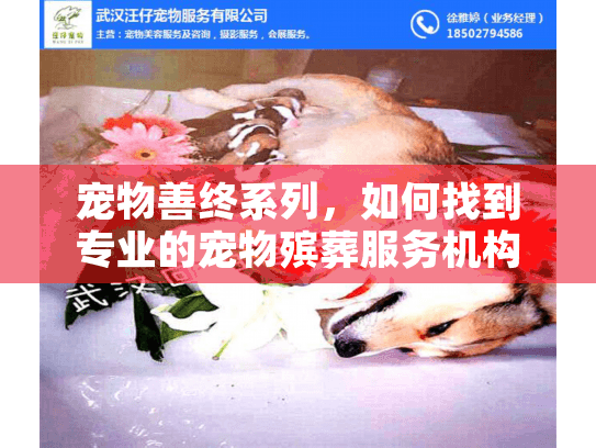 宠物善终系列，如何找到专业的宠物殡葬服务机构？