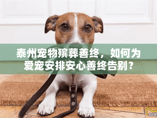泰州宠物殡葬善终，如何为爱宠安排安心善终告别？