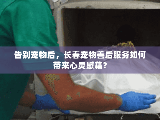 告别宠物后，长春宠物善后服务如何带来心灵慰藉？