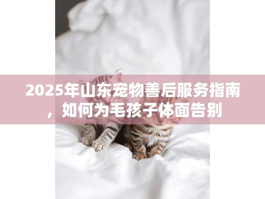 2025年山东宠物善后服务指南，如何为毛孩子体面告别