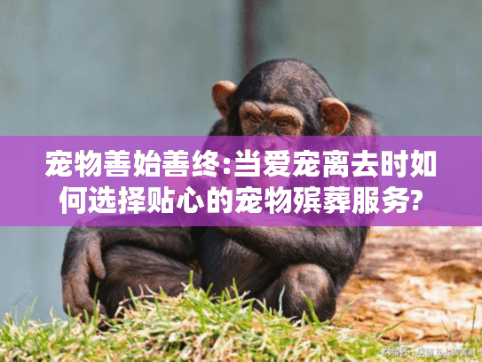 宠物善始善终:当爱宠离去时如何选择贴心的宠物殡葬服务?
