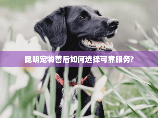 昆明宠物善后如何选择可靠服务?