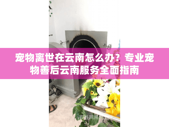 宠物离世在云南怎么办？专业宠物善后云南服务全面指南