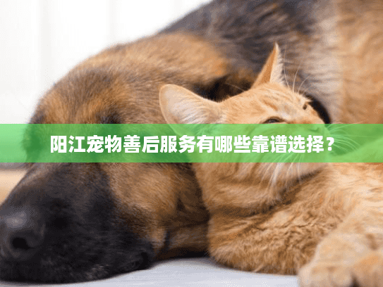 阳江宠物善后服务有哪些靠谱选择？