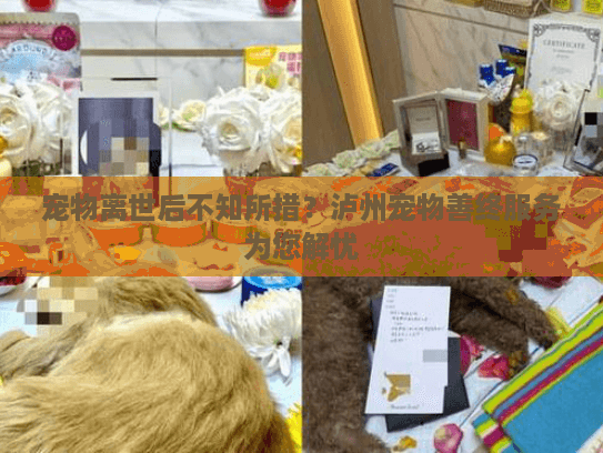 宠物离世后不知所措？泸州宠物善终服务为您解忧