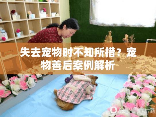 失去宠物时不知所措？宠物善后案例解析