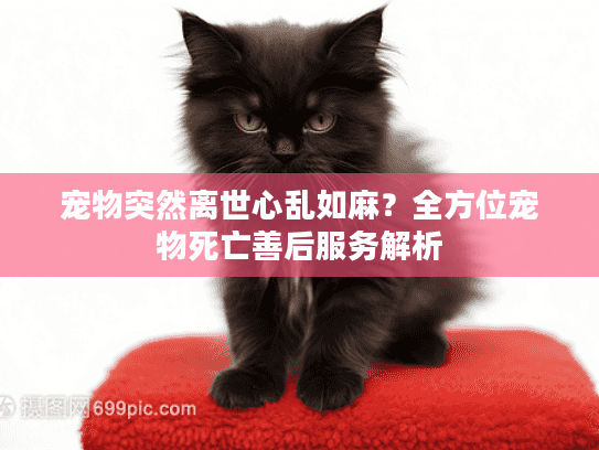 宠物突然离世心乱如麻？全方位宠物死亡善后服务解析