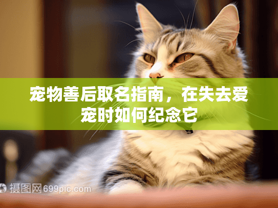 宠物善后取名指南，在失去爱宠时如何纪念它