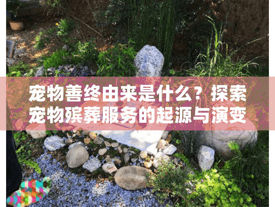 宠物善终由来是什么？探索宠物殡葬服务的起源与演变