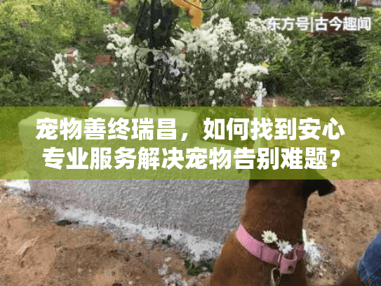 宠物善终瑞昌，如何找到安心专业服务解决宠物告别难题？
