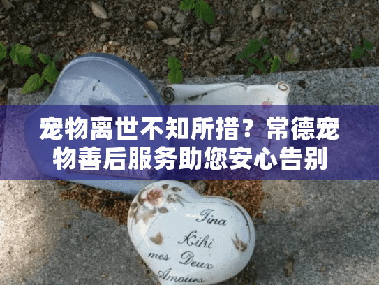宠物离世不知所措？常德宠物善后服务助您安心告别