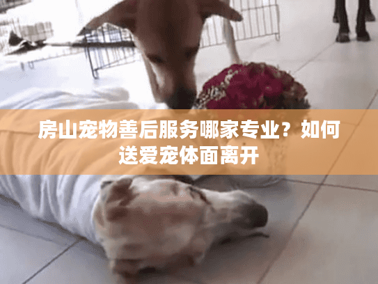 房山宠物善后服务哪家专业？如何送爱宠体面离开