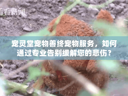 宠灵堂宠物善终宠物服务，如何通过专业告别缓解您的悲伤？