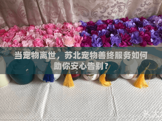 当宠物离世，苏北宠物善终服务如何助你安心告别？