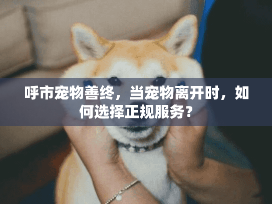 呼市宠物善终，当宠物离开时，如何选择正规服务？