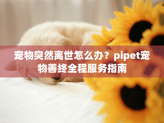 宠物突然离世怎么办？pipet宠物善终全程服务指南