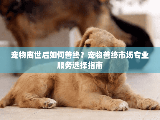 宠物离世后如何善终？宠物善终市场专业服务选择指南