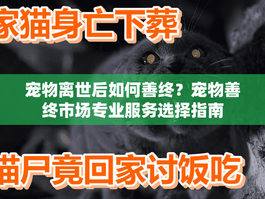 宠物离世后如何善终？宠物善终市场专业服务选择指南
