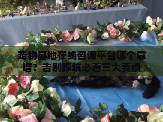 宠物墓地在线咨询平台哪个靠谱？告别踩坑必看三大要点