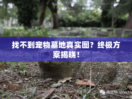 找不到宠物墓地真实图?终极方案揭晓! 找不到宠物墓地真实图?终极方案揭晓!