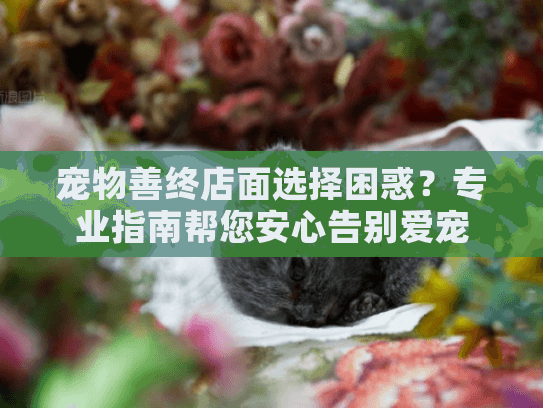 宠物善终店面选择困惑？专业指南帮您安心告别爱宠
