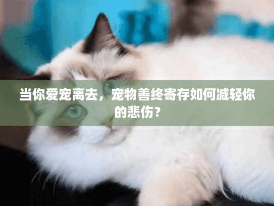 当你爱宠离去，宠物善终寄存如何减轻你的悲伤？