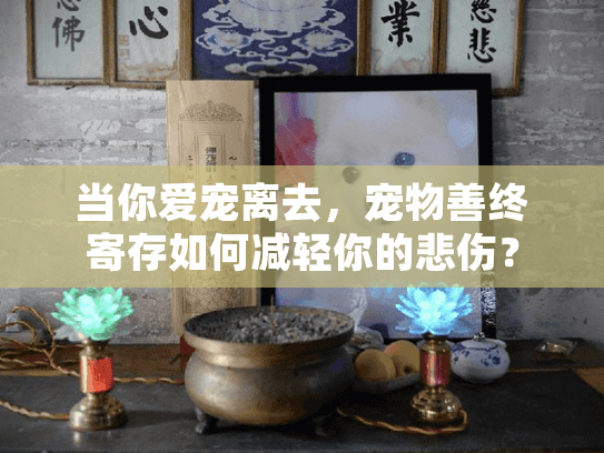 当你爱宠离去，宠物善终寄存如何减轻你的悲伤？