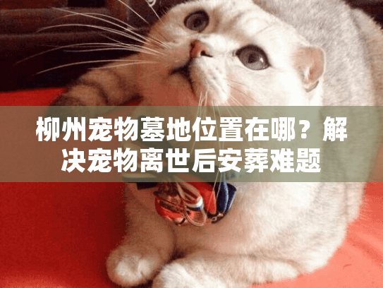 柳州宠物墓地位置在哪?解决宠物离世后安葬难题 柳州宠物墓地位置在哪?解决宠物离世后安葬难题