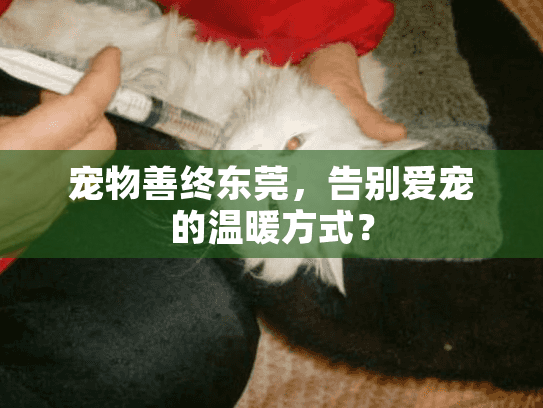 宠物善终东莞，告别爱宠的温暖方式？