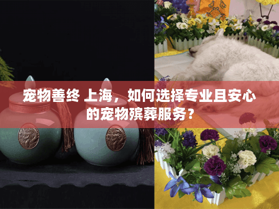 宠物善终 上海，如何选择专业且安心的宠物殡葬服务？