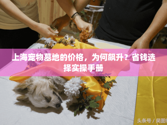 上海宠物墓地的价格，为何飙升？省钱选择实操手册
