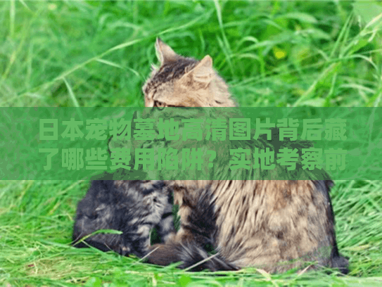 日本宠物墓地高清图片背后藏了哪些费用陷阱？实地考察前必读指南