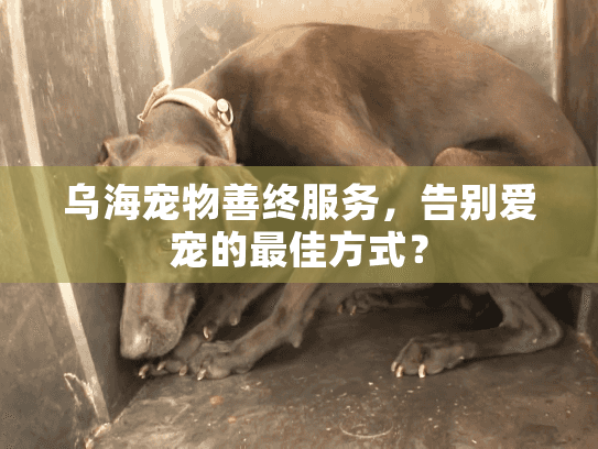 乌海宠物善终服务，告别爱宠的最佳方式？