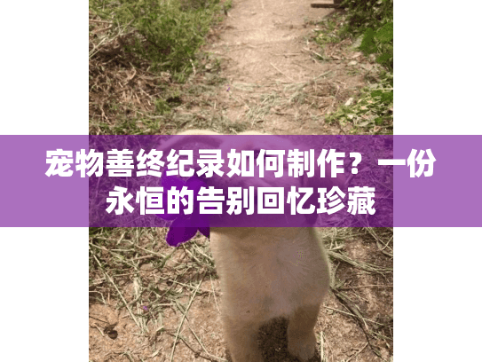 宠物善终纪录如何制作？一份永恒的告别回忆珍藏