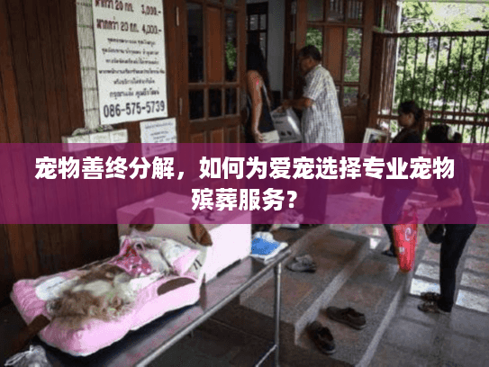 宠物善终分解，如何为爱宠选择专业宠物殡葬服务？