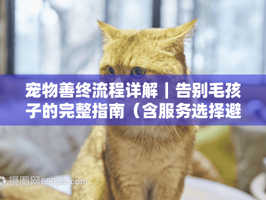 宠物善终流程详解｜告别毛孩子的完整指南（含服务选择避坑要点）