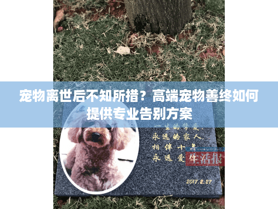 宠物离世后不知所措？高端宠物善终如何提供专业告别方案