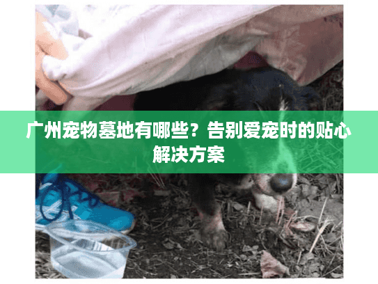 广州宠物墓地有哪些？告别爱宠时的贴心解决方案