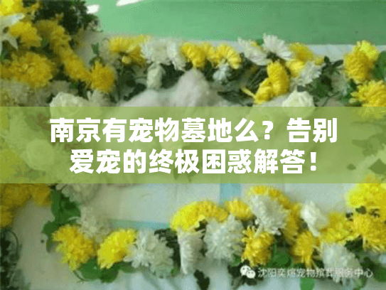 南京有宠物墓地么？告别爱宠的终极困惑解答！