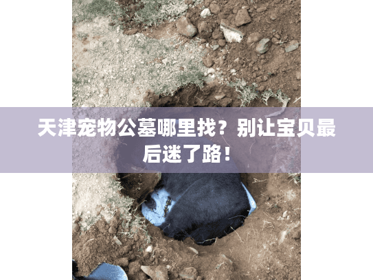 天津宠物公墓哪里找？别让宝贝最后迷了路！