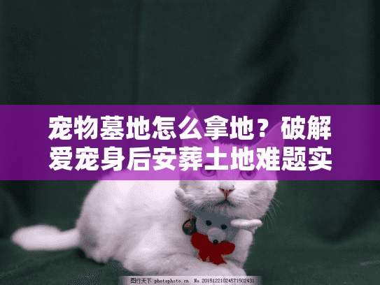 宠物墓地怎么拿地?破解爱宠身后安葬土地难题实战攻略 宠物墓地怎么拿地?破解爱宠身后安葬土地难题实战攻略