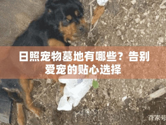 日照宠物墓地有哪些？告别爱宠的贴心选择