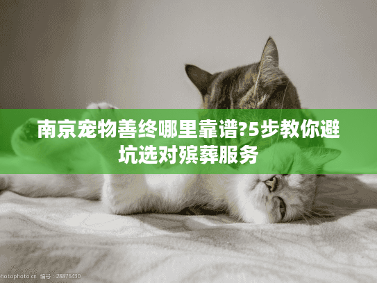 南京宠物善终哪里靠谱?5步教你避坑选对殡葬服务
