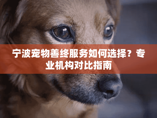 宁波宠物善终服务如何选择？专业机构对比指南