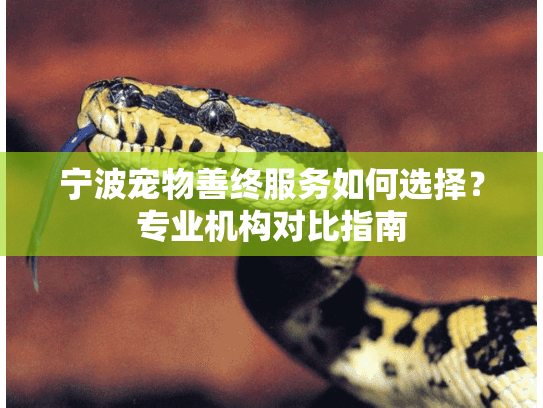 宁波宠物善终服务如何选择？专业机构对比指南