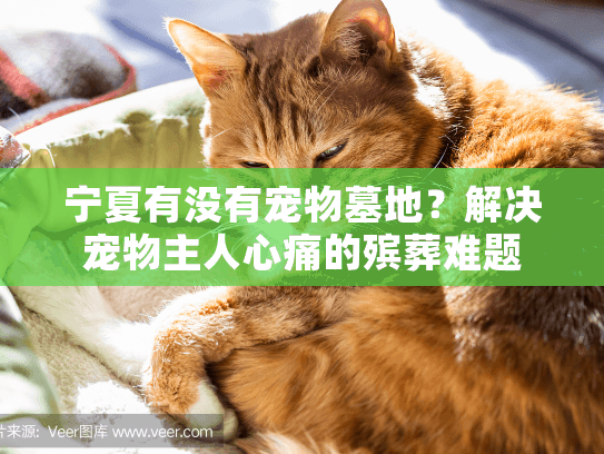 宁夏有没有宠物墓地？解决宠物主人心痛的殡葬难题