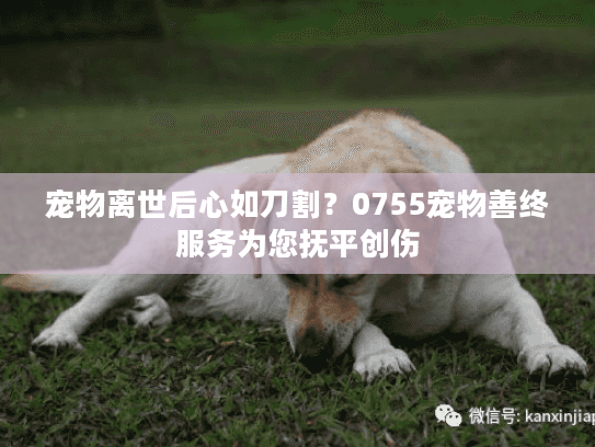 宠物离世后心如刀割？0755宠物善终服务为您抚平创伤